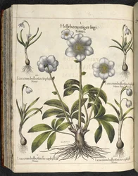 Helleborus niger, Illustration från 