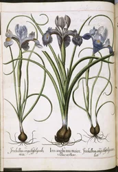 Iris, från 