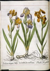 Iris, från 