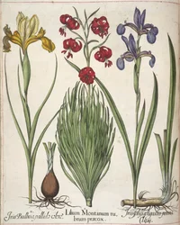 Iris, från 