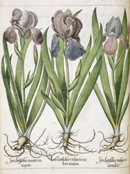 Iris, från 