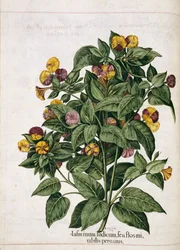 Jasmine, från "Hortus Eystettensis"
