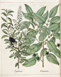 Ligustrum och Guiacana, från 