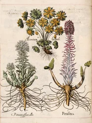 Petasites, från 