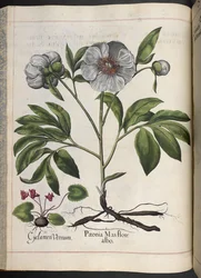 Tallrik 106: Cyclamen Vernum, Paonia Mas flore albo, från Hortus Eystettensis, av Basilius Besler