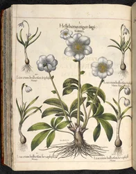 Plansch 29: Helleborus niger, Hortus Eystettensis, Basilius Besler