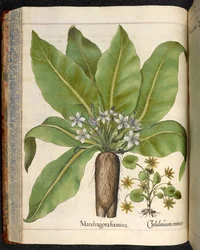 Tavla 29: Mandragora femina (Mandrake), från Hortus Eystettensis, av Basilius Besler