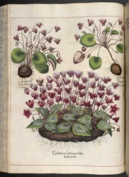 Tallrik 348: Cyclamen.  Eystettens trädgård, ...  Basil Besler  1613