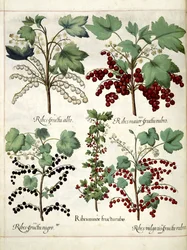 Röda och svarta vinbärsväxter, från 