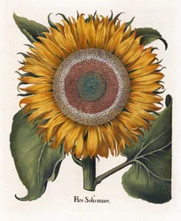 Den vanliga solrosen, Flos Solis Maior