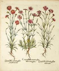 Varieteter av Caryophyllus Sylvestris publicerade i Hortus Eystettensis, 1613