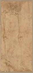 Nedre halvan av skelett från fronten, tidigt 1540-tal.
