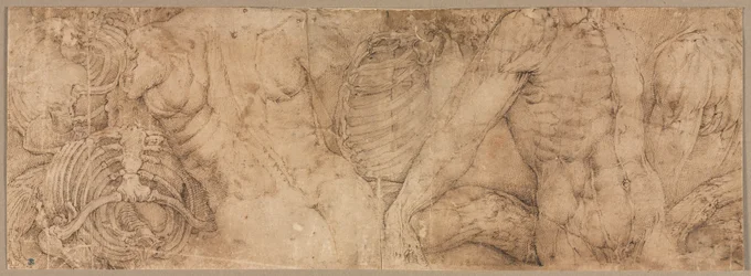 Torsos med revbensburar, tidigt 1540-tal.
