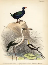 Asiatisk gapnäbbsstork, fasanjacana och takahē, 1855