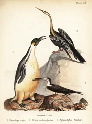 Svart saxnäbb, orientalisk ormhalsfågel och kejsarpingvin. 1855