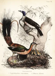 Friarbird och lyrebird. 1855 (litografi)