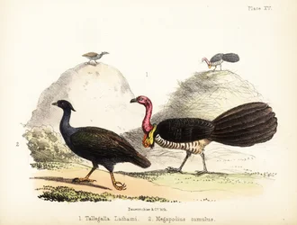 Gweela och apelsinfotad skrubbfågel. 1855 (litografi)
