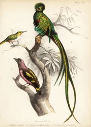 Jamaicansk tody, strålande quetzal och bandad brednäbb. 1855 (litografi)
