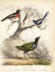 Stillahavsrödhake, vitvingad älvgräs och regnbågspitta. 1855 (litografi)