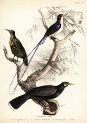 Paradiskungsfiskare, Victorias gevärsfågel och utdöd huia. 1855 (litografi)