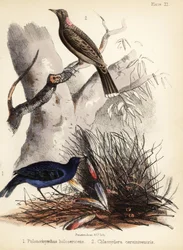 Satin och fawn-breasted bowerbirds. 1855 (litografi)