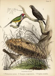 Sällskaplig vävare, stor markfink och Gouldian fink. 1855 (litografi)