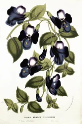 Torenia Asiatica pulcherrima, från "Horto Van Houtteano" av Louis van Houtte (1810-76) ca 1860 (kromolit)
