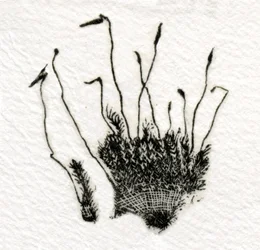 Budding Moss, 2014, (trägravyr på gampi)