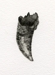 Feline Tooth, 2014, (trägravyr på papper)