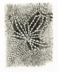 Ivy, 2014, (trägravyr på papper)