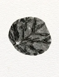 Leaf, 2014, (trägravyr på papper)