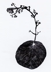 Lichen Leaf, 2014 (Trägravyr, collage på papper)