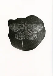 Night Butterfly, 2016, (trägravyr på papper)