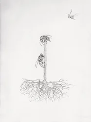 Wasp Tree, 2021 (torrnål och blyerts på papper)