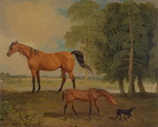 Avelssto med föl och en terrier