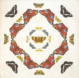 Detalj från tallrik 1, från En sällsynt skildring av fjärilar och malar, pub. 1764 (handfärgad gravyr)