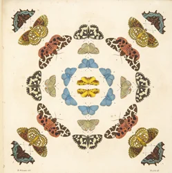 Detalj från tallrik III, från En sällsynt skildring av fjärilar och malar, pub. 1764 (handfärgad gravyr)
