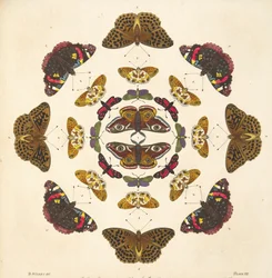 Detalj från plattan VII, från En sällsynt skildring av fjärilar och malar, pub. 1764 (handfärgad gravyr)
