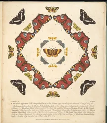 Platta 1, från En sällsynt skildring av fjärilar och malar, pub. 1764 (handfärgad gravyr)