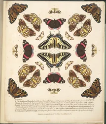 Platta II, från En sällsynt skildring av fjärilar och malar, pub. 1764 (handfärgad gravyr)