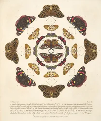 Platta VII, från En sällsynt skildring av fjärilar och malar, pub. 1764 (handfärgad gravyr)