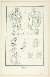 Design: Proportioner av Farnese Hercules, från Encyclopédie