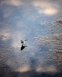 Fågel på floden Garonne i Toulouse, Haute-Garonne (foto)