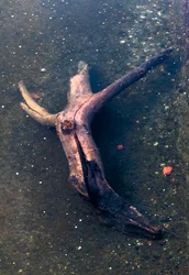 Krucifixformad träbit i floden Garonne, Toulouse, Haute-Garone (foto)