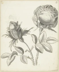 Två rosor