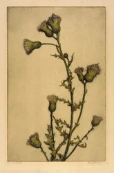 Kanadatistel