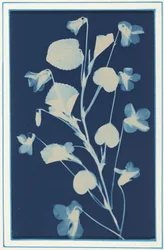 Utan titel,ca. 1900 (foto)