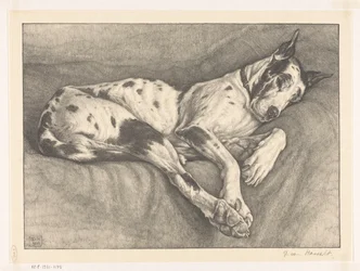 sovande hund