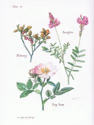 Blåbär eller blåbär, Dog Rose, Sainfoin, 1951