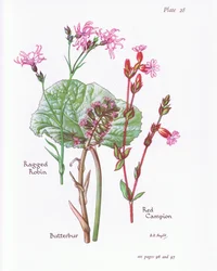 Butterbur, Ragged Robin, Red Campion, 1951